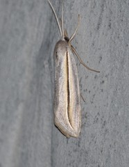 Doryodes tenuistriga