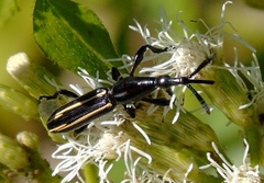 Brentus anchorago