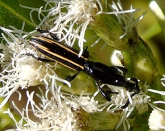 Brentus anchorago