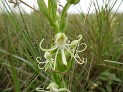 Habenaria quinqueseta