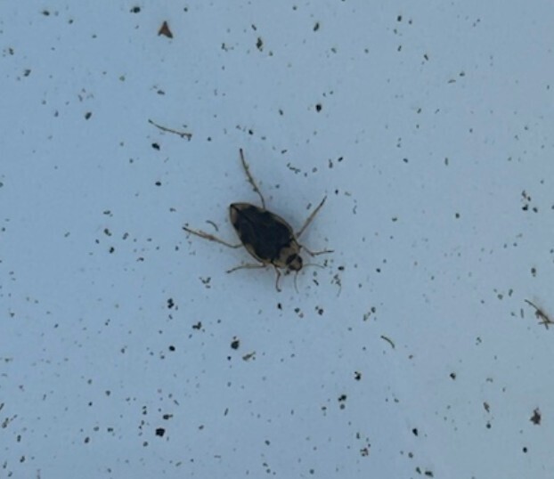 Hungerford's crawling water beetle