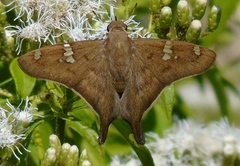 Ectomis octomaculata