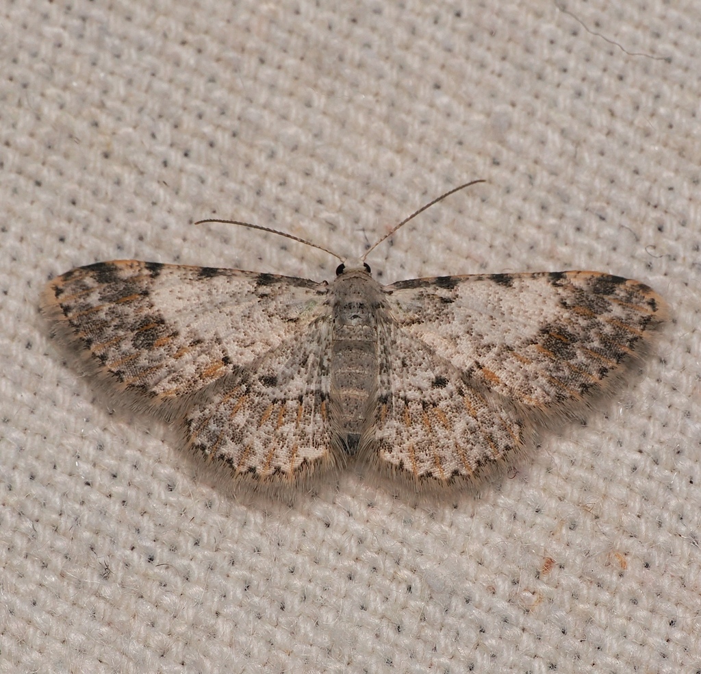 Physocleora bella