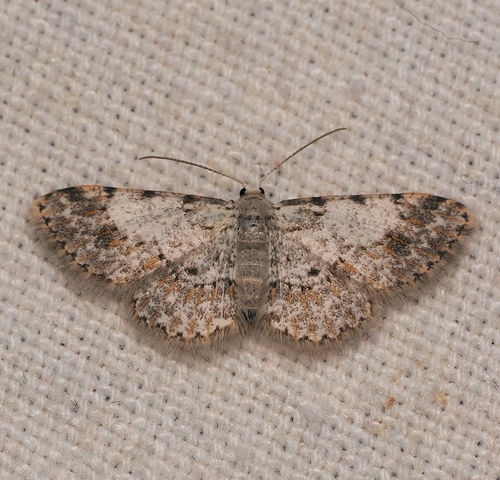 Physocleora bella