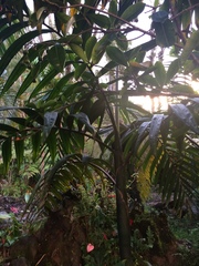 Chambeyronia macrocarpa