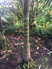 Chambeyronia macrocarpa