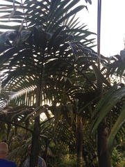 Chambeyronia macrocarpa