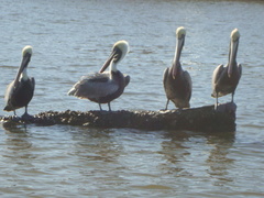 Pelecanus occidentalis