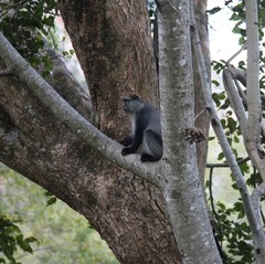 Cercopithecus mitis erythrarchus