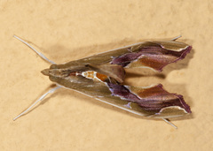 Agathodes monstralis