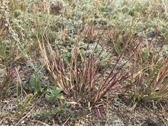 Cleistogenes squarrosa