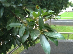 Cryptocarya concinna