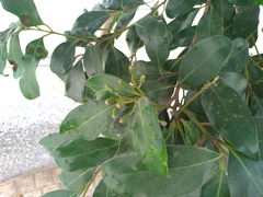 Cryptocarya concinna