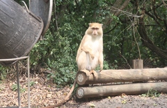 Cercopithecus mitis erythrarchus