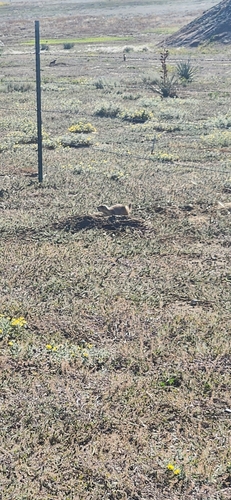 iNaturalist observation 2025-09-24