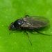 Abaristophora - Photo (c) Steve Kerr, some rights reserved (CC BY), uploaded by Steve Kerr