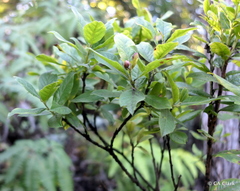 Vaccinium calycinum