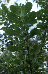 Coprosma ochracea