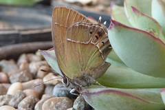 Callophrys xami xami