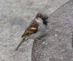 Passer domesticus