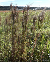 Schizachyrium condensatum