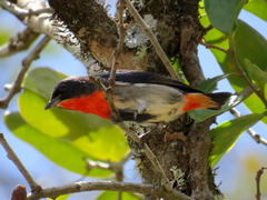 Mistletoebird photo 5