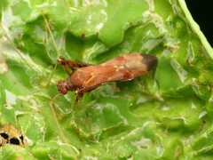 Paraxenetus guttulatus