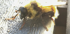 Criorhina