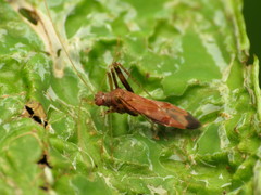 Paraxenetus guttulatus