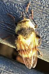 Criorhina