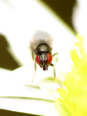 Paramyia