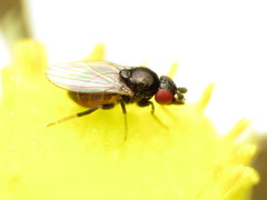 Paramyia