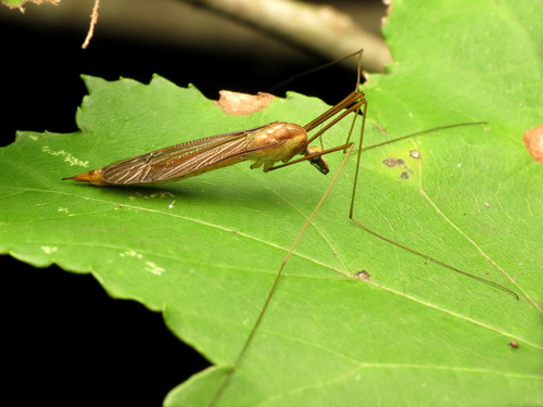 Nephrotoma rogersi