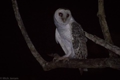 Tyto novaehollandiae kimberli