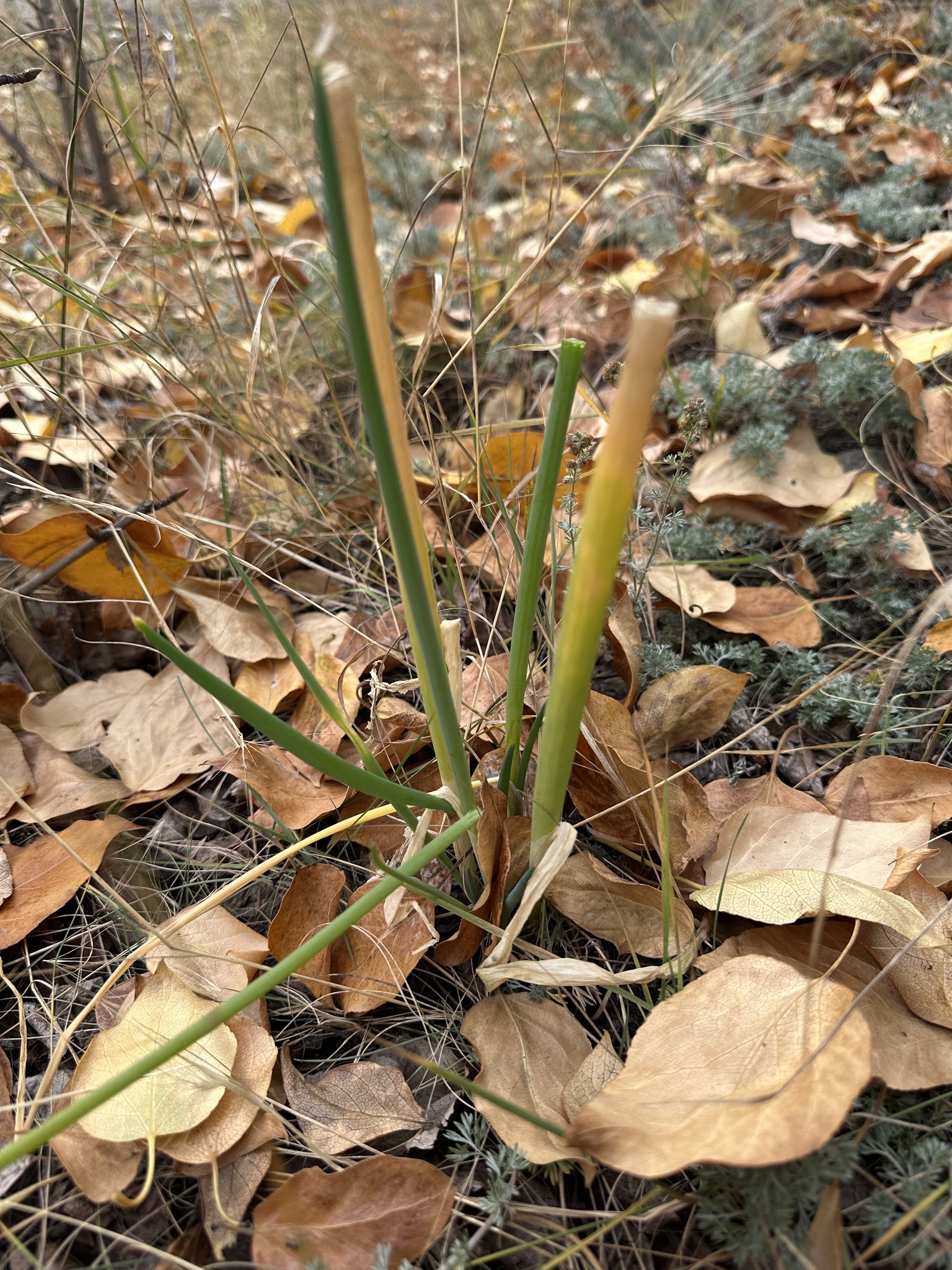 Welsh Onion (Allium fistulosum)
