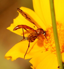 Vermileonidae
