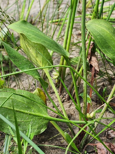 Weak-stalked Bulrush (Schoenoplectiella purshiana)