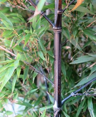 Phyllostachys nigra nigra