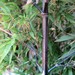 Phyllostachys nigra nigra - Photo (c) Alice Shanks, some rights reserved (CC BY-NC), uploaded by Alice Shanks