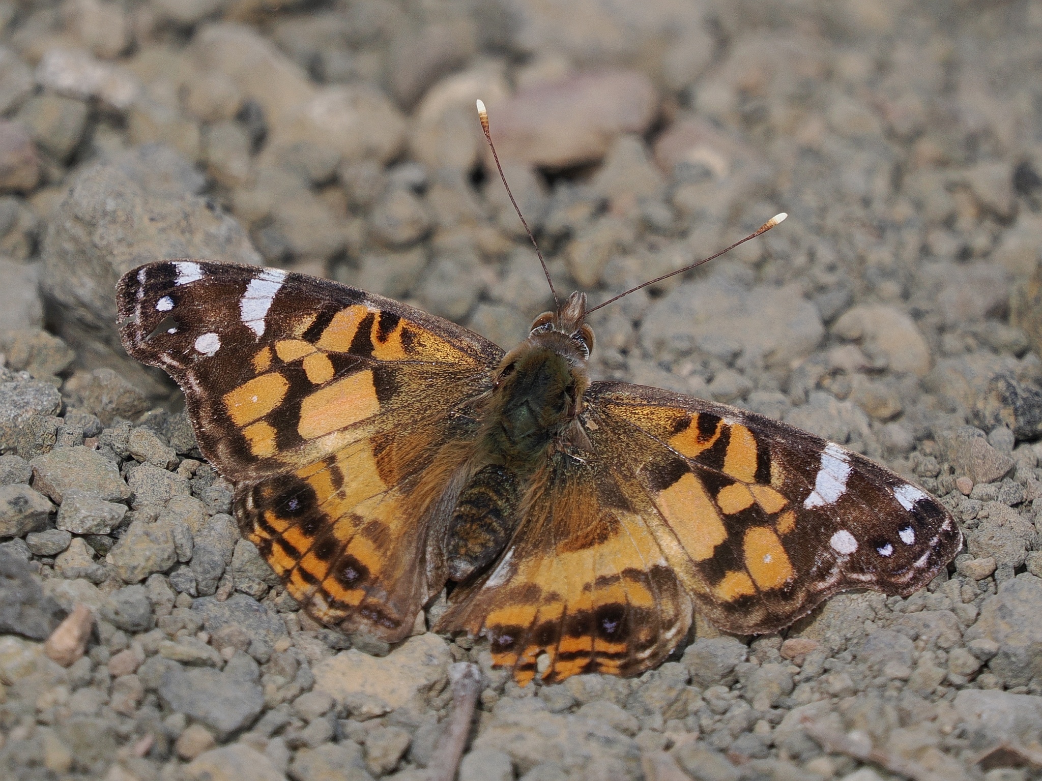 Cardera americana