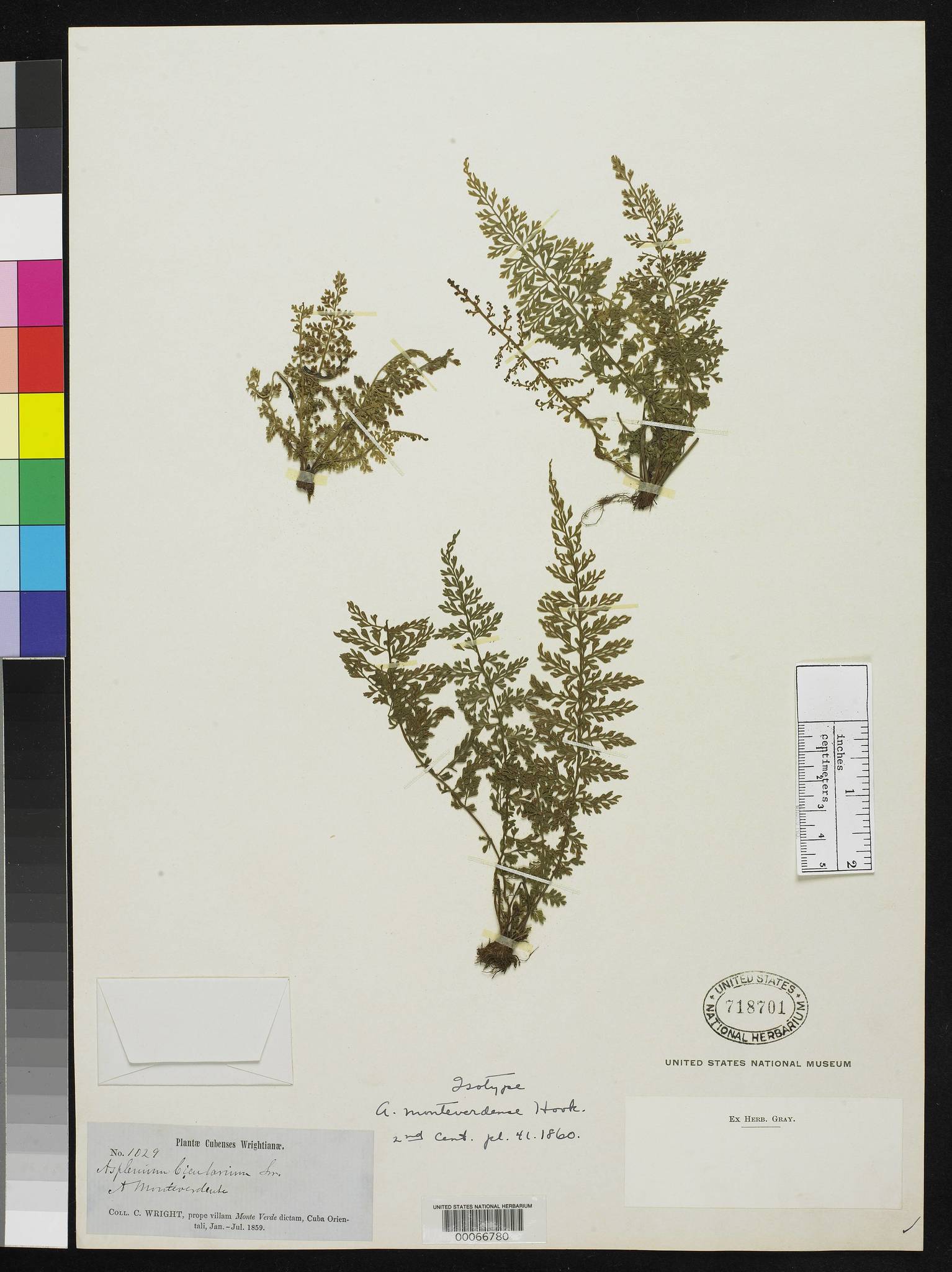 Asplenium myriophyllum