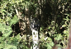 Cercopithecus mitis labiatus