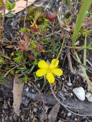 Hibbertia procumbens