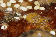 Smaragdinella sieboldi