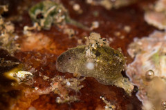 Smaragdinella sieboldi