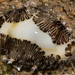 Money Cowry - Photo (c) Gaurav Patil, some rights reserved (CC BY-NC), uploaded by Gaurav Patil