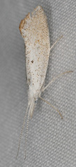 Euceratia castella