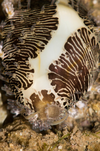 Money Cowry