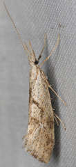 Euceratia securella