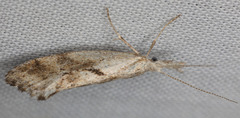 Euceratia securella